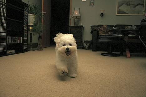 Bichon à poil frisé Lucky - Her spæner jeg rundt i stuen billede 2