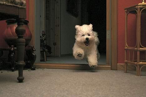 Bichon à poil frisé Lucky - Her spæner jeg nede i kælderen billede 3