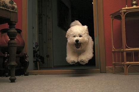 Bichon à poil frisé Lucky - Her spæner jeg nede i kælderen billede 4
