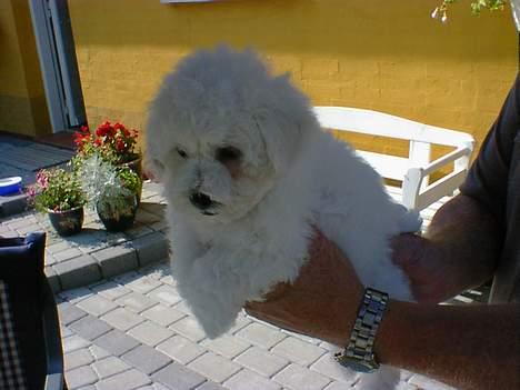 Bichon à poil frisé Lucky - Her bliver jeg hentet fra den Kennel hvor jeg er født billede 5