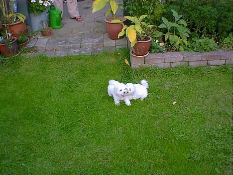 Bichon à poil frisé Lucky - Min bror bor lige i nærheden, ham leger jeg med en gang imellem billede 6