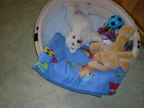 Bichon à poil frisé Lucky - Jeg fylder ikke meget i min kurv billede 7