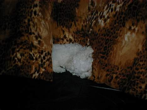 Bichon à poil frisé Lucky - Ren afslapning billede 8