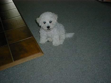 Bichon à poil frisé Lucky - Er lige stået op billede 9