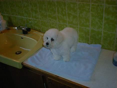 Bichon à poil frisé Lucky - Så skal jeg vaskes billede 10