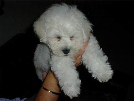 Bichon à poil frisé Lucky - Alle skal bare prøve at holde mig billede 11