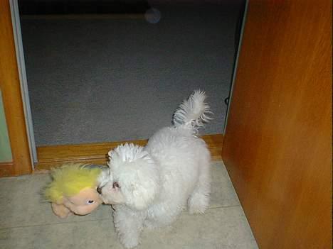 Bichon à poil frisé Lucky - Jeg elsker at lege med tøjdyr, somme tider går de i stykker billede 12