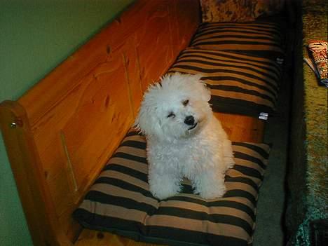 Bichon à poil frisé Lucky - Skal jeg nu fotograferes igen ? billede 13