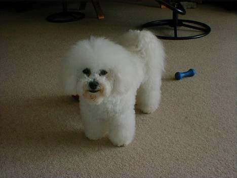 Bichon à poil frisé Lucky - Nyvasket og nyklippet, det er dejligt billede 14