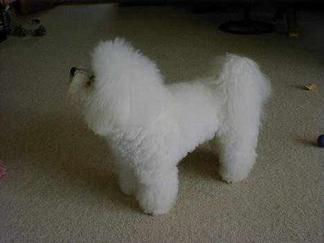 Bichon à poil frisé Lucky - Nyvasket og nyklippet, det er dejligt billede 15