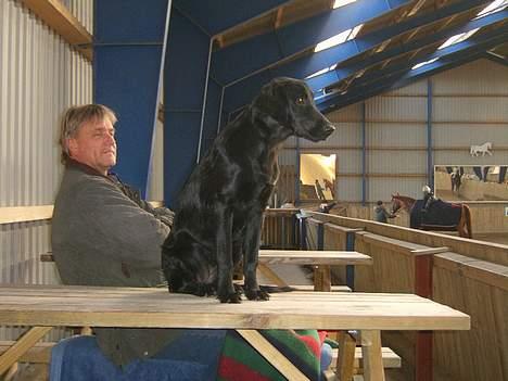 Flat coated retriever J-J billede 2