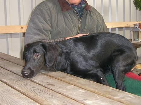 Flat coated retriever J-J billede 3