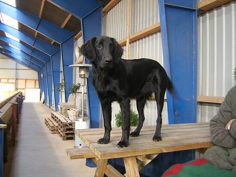 Flat coated retriever J-J billede 4