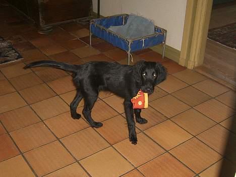 Flat coated retriever J-J billede 5