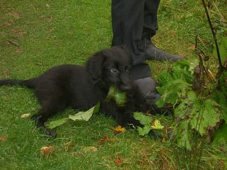 Flat coated retriever J-J billede 6