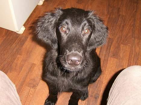 Flat coated retriever J-J billede 7