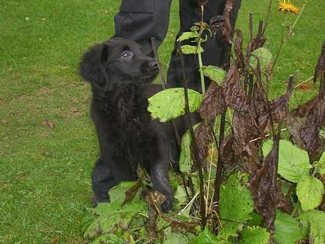 Flat coated retriever J-J billede 8