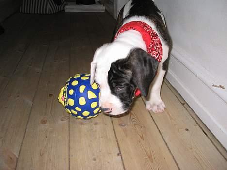 Blanding af racer Carlos *død* - 8 Uger billede 13