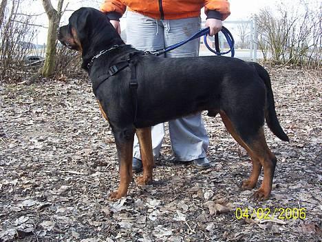 Rottweiler Asterix billede 2