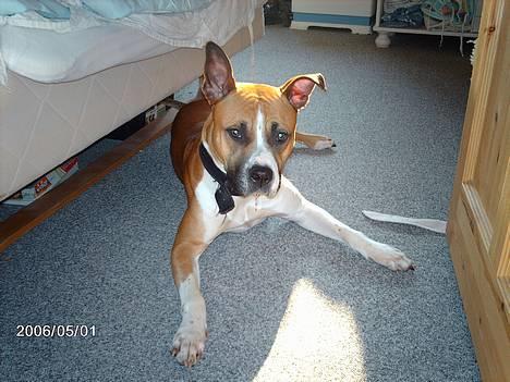 Blanding af racer Asta billede 2