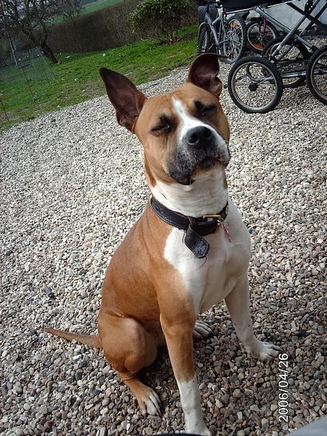 Blanding af racer Asta - i kan ikke se mig =0) billede 3