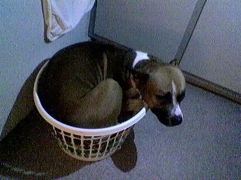 Blanding af racer Asta billede 4