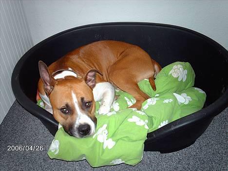 Blanding af racer Asta billede 5