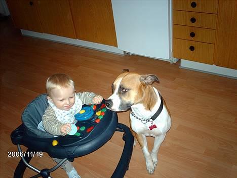 Blanding af racer Asta billede 6