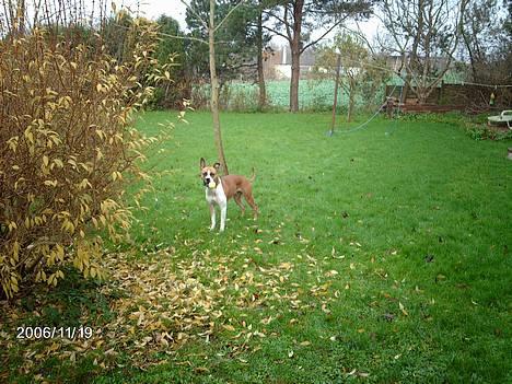 Blanding af racer Asta billede 7