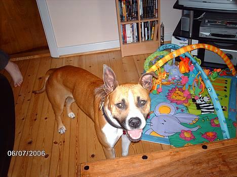 Blanding af racer Asta billede 8