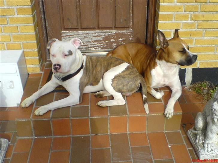 Blanding af racer Asta - smillllllll....!!!!! ;0) billede 9