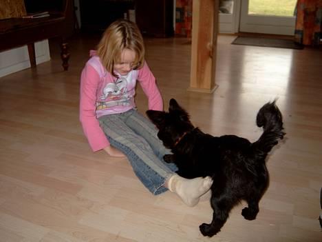 Blanding af racer Bølle solgt til ex konen - Se jeg får lov til billede 15