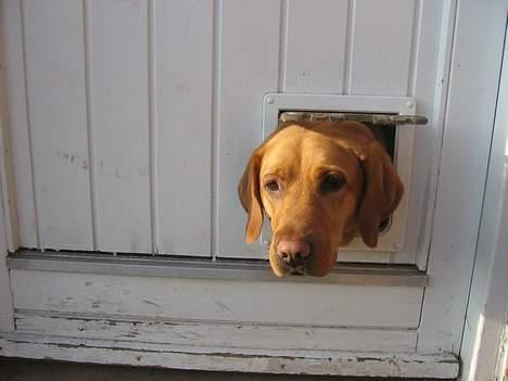 Labrador retriever Molly *R.I.P* - Molly er god til at benytte kattelemmen. billede 2