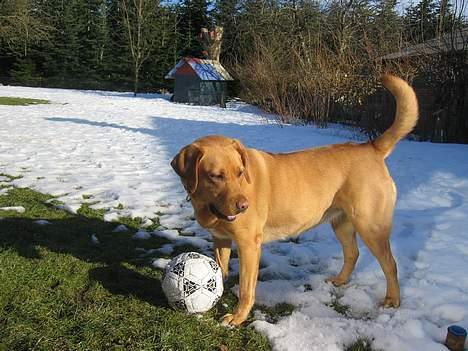 Labrador retriever Molly *R.I.P* - Der var noget spændende at kikke på, lige der... billede 4