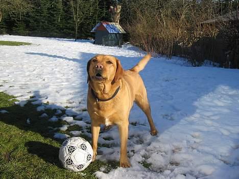 Labrador retriever Molly *R.I.P* - Her står hun og gør... billede 5