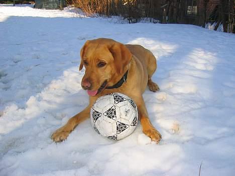 Labrador retriever Molly *R.I.P* - Venter på at vi kommer og leger med hende billede 6