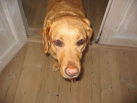 Labrador retriever Molly *R.I.P* - Jaah... Er hun ikke sød...? billede 8