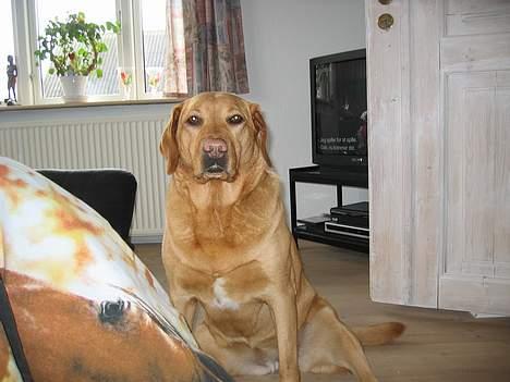 Labrador retriever Molly *R.I.P* - Her ser hun rigtig kongelig ud billede 10