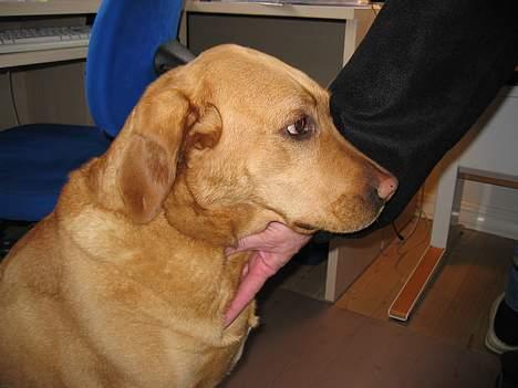 Labrador retriever Molly *R.I.P* - Hun er bare så kælen! billede 11