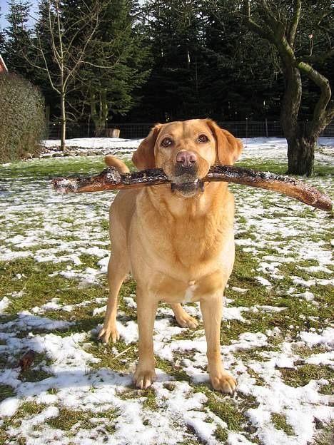 Labrador retriever Molly *R.I.P* - Hun elsker at have pinde i munden billede 14