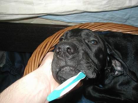 Blanding af racer Mea - Det er slet ikke så slemt.. og få renset muglen.. billede 12