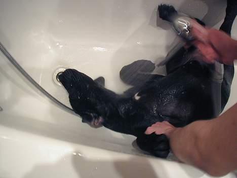 Blanding af racer Mea - Pu ha... hvad gør han ved mig.. billede 13