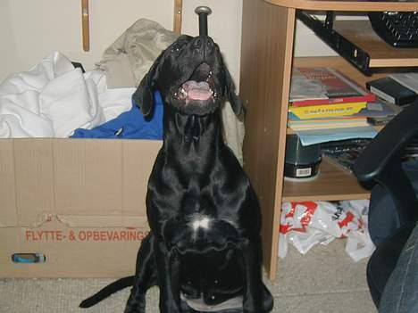 Blanding af racer Mea billede 14