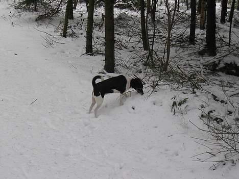 Dansk svensk gaardhund Trunte - Nyt.  billede 13