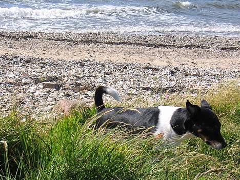 Dansk svensk gaardhund Trunte - Nyt billede 14