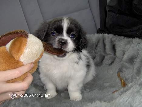 Tibetansk spaniel Sommerlyst´s Ltas King - Dagen vi hentede ham, hvor han sad og legede med sin bamse i bilen billede 3