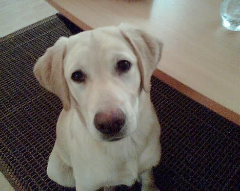 Labrador retriever Kenzo billede 20