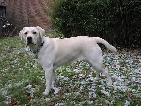 Labrador retriever Sandra ( Juni´s Laura) - Næsten 9 måneder billede 11