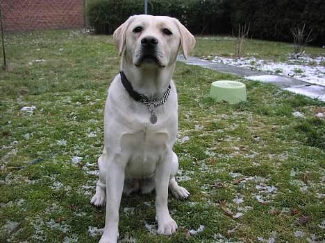 Labrador retriever Sandra ( Juni´s Laura) - Næsten  måneder billede 12