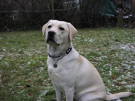 Labrador retriever Sandra ( Juni´s Laura) - Næsten 9 måneder billede 13